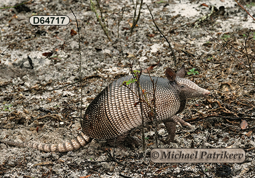 Nine-banded Armadillo (Dasypus novemcinctus)